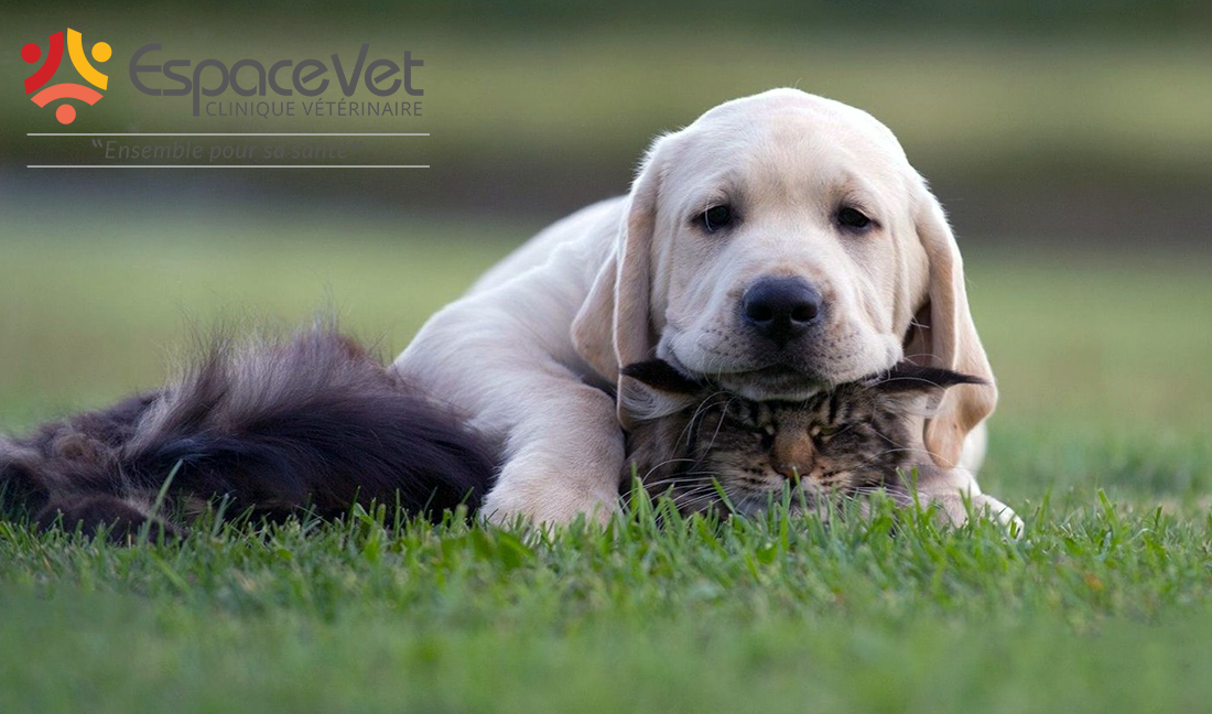 espace-vet-veterinaire-angers